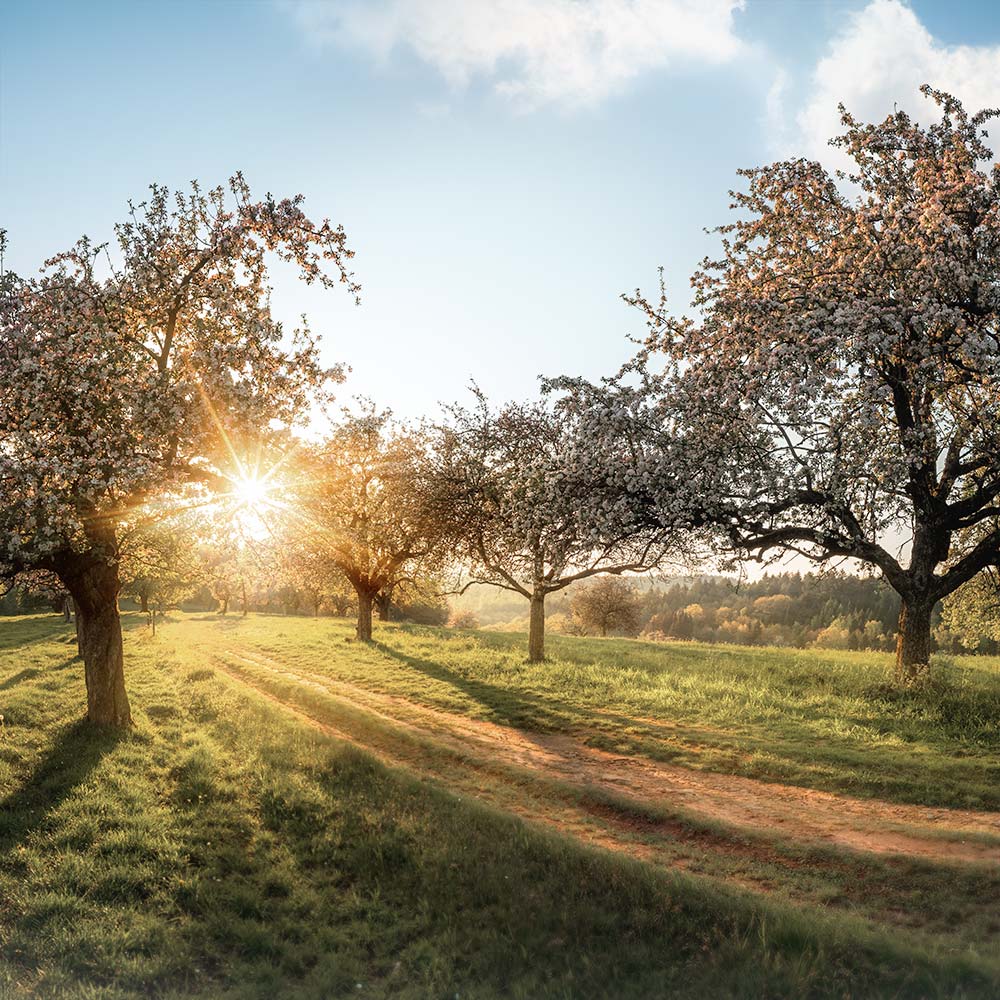 Wiese mit alten großen Bäumen und aufgehender Sonne im Hintergrund